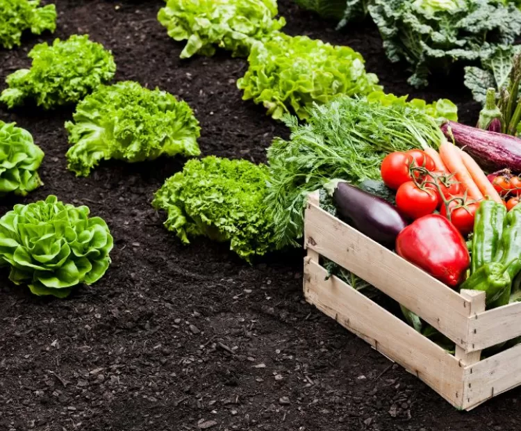 agricolas